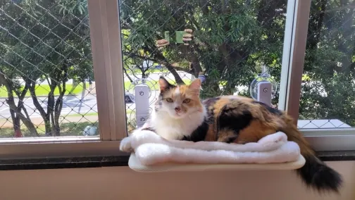Window hammock in use, photo sent in by Verified buyer